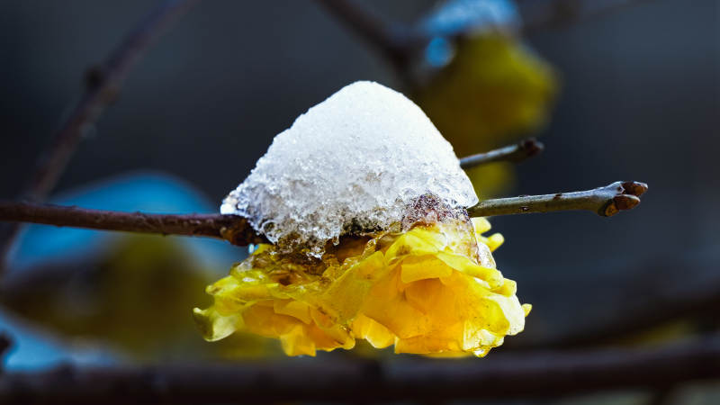 雪覆黄花枝头图片