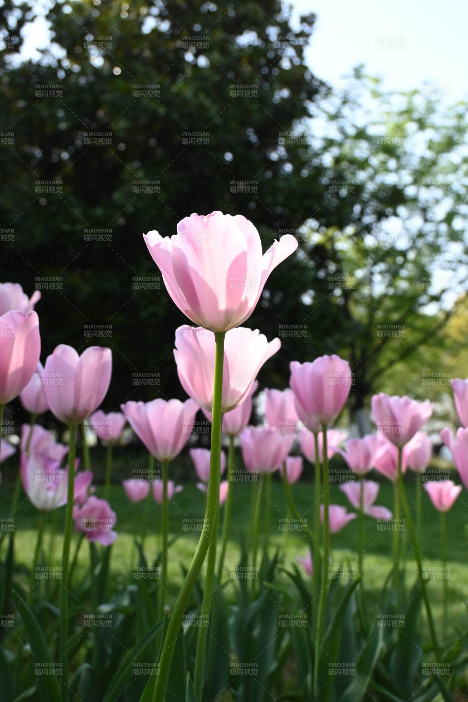粉郁金香绽放图片
