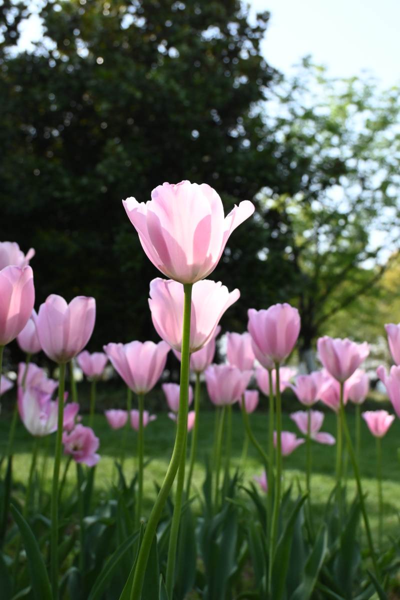 粉郁金香绽放图片