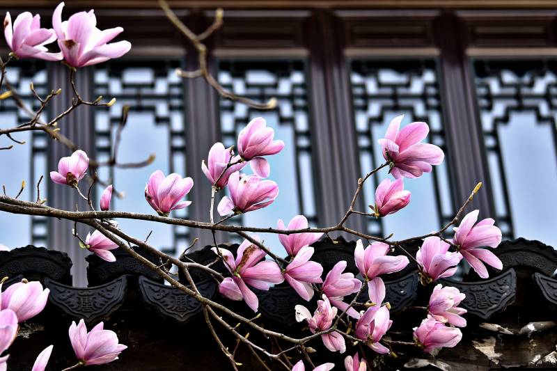 玉兰绽放古韵窗前图片