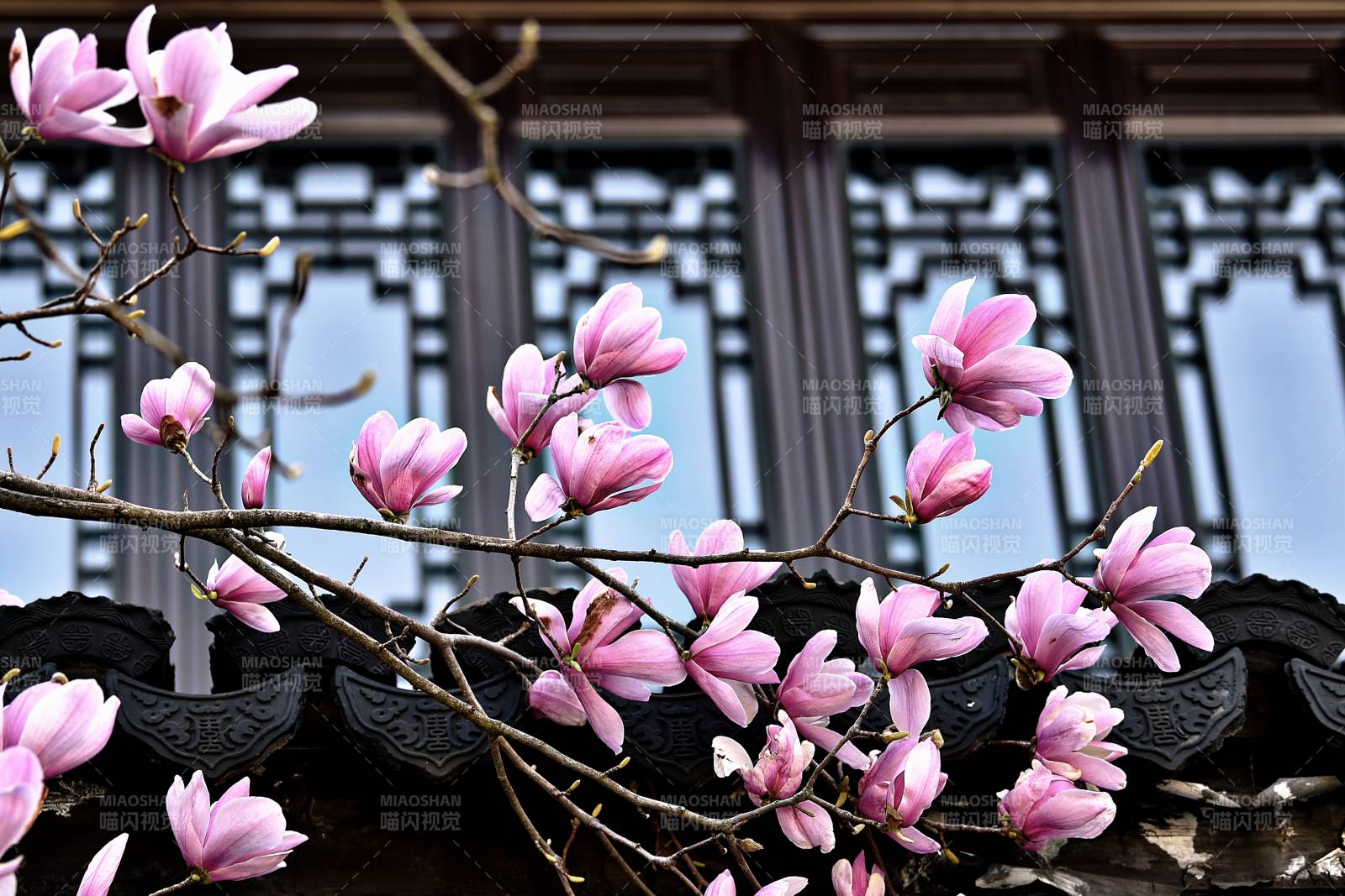 玉兰绽放古韵窗前图片