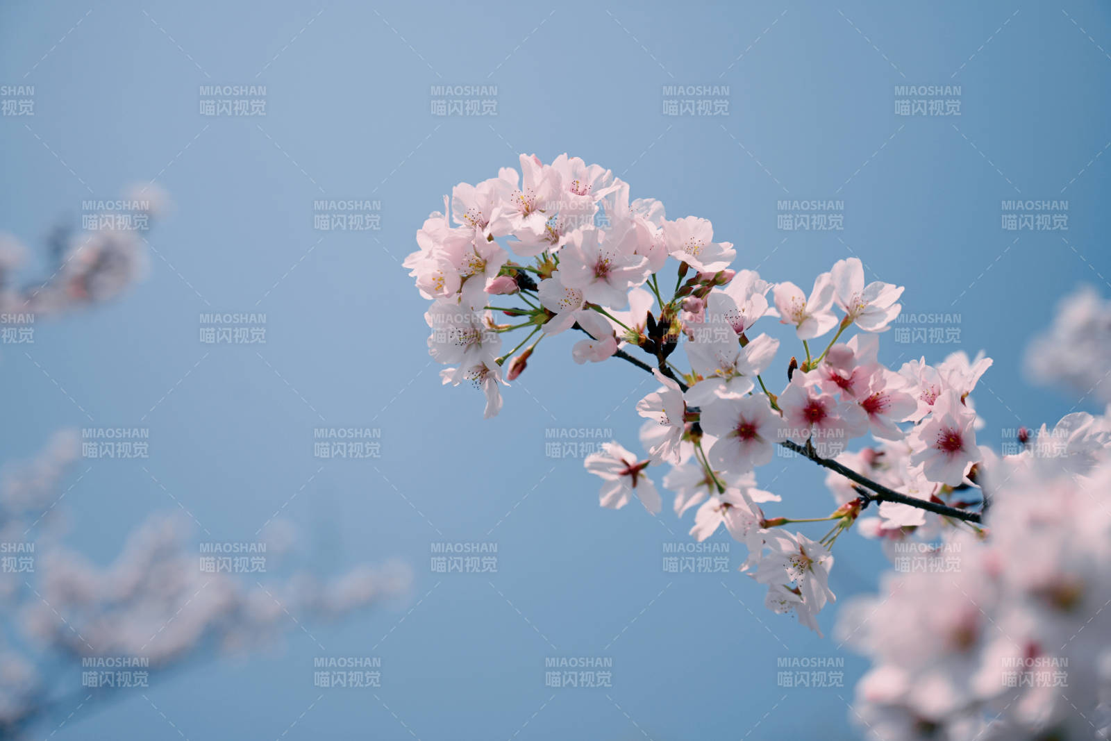 樱花绽放蓝天图片