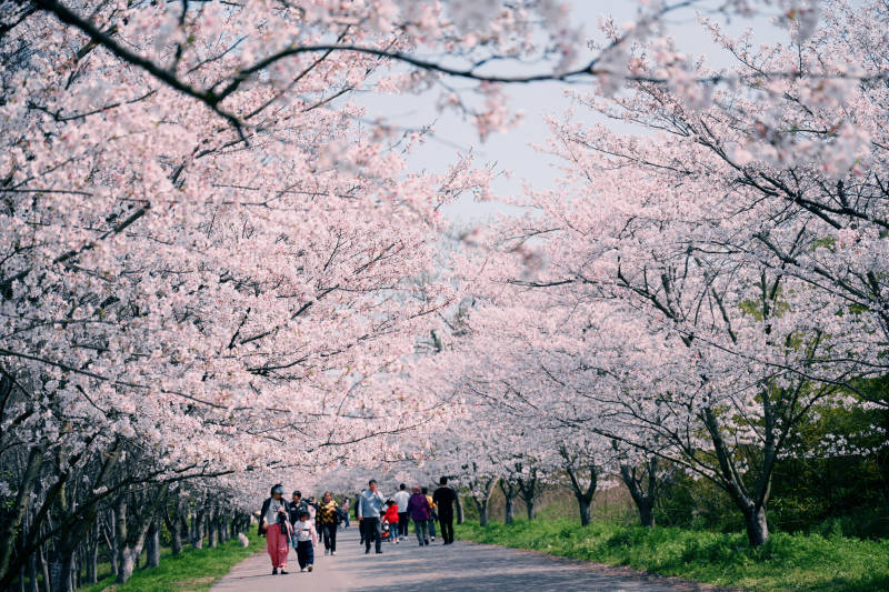 樱花大道游人如织图片