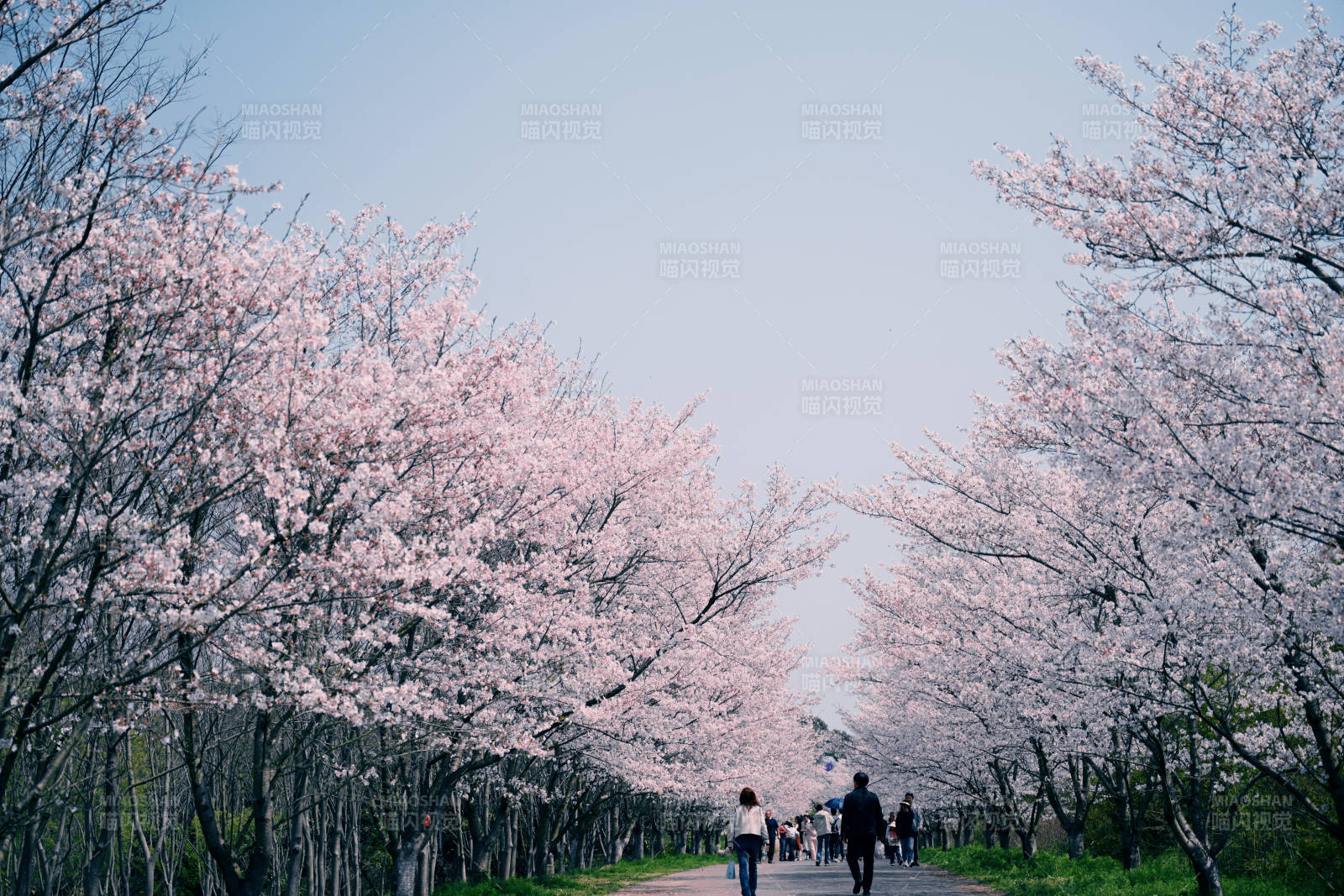 樱花大道春意浓图片