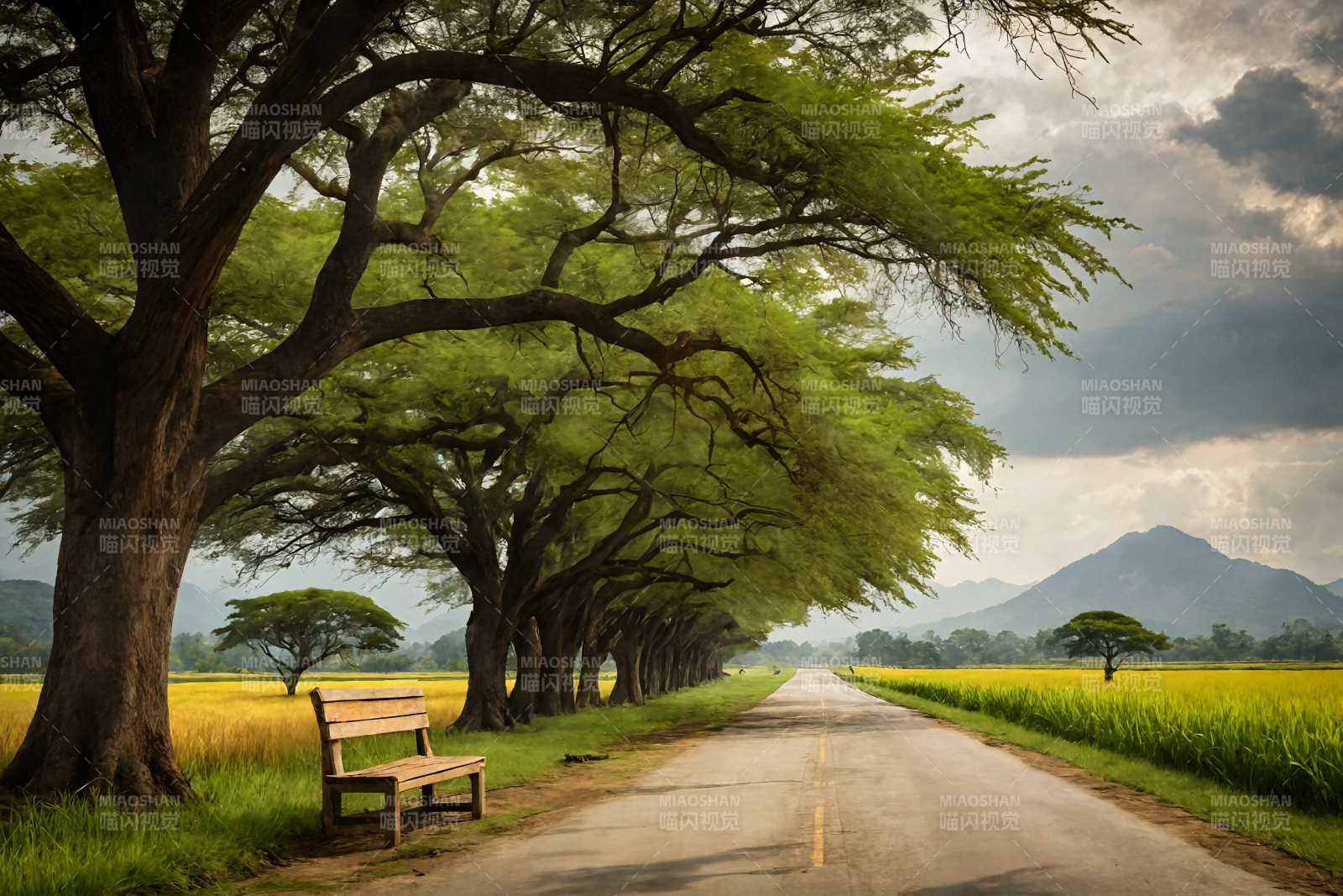 林荫道旁静谧风光图片