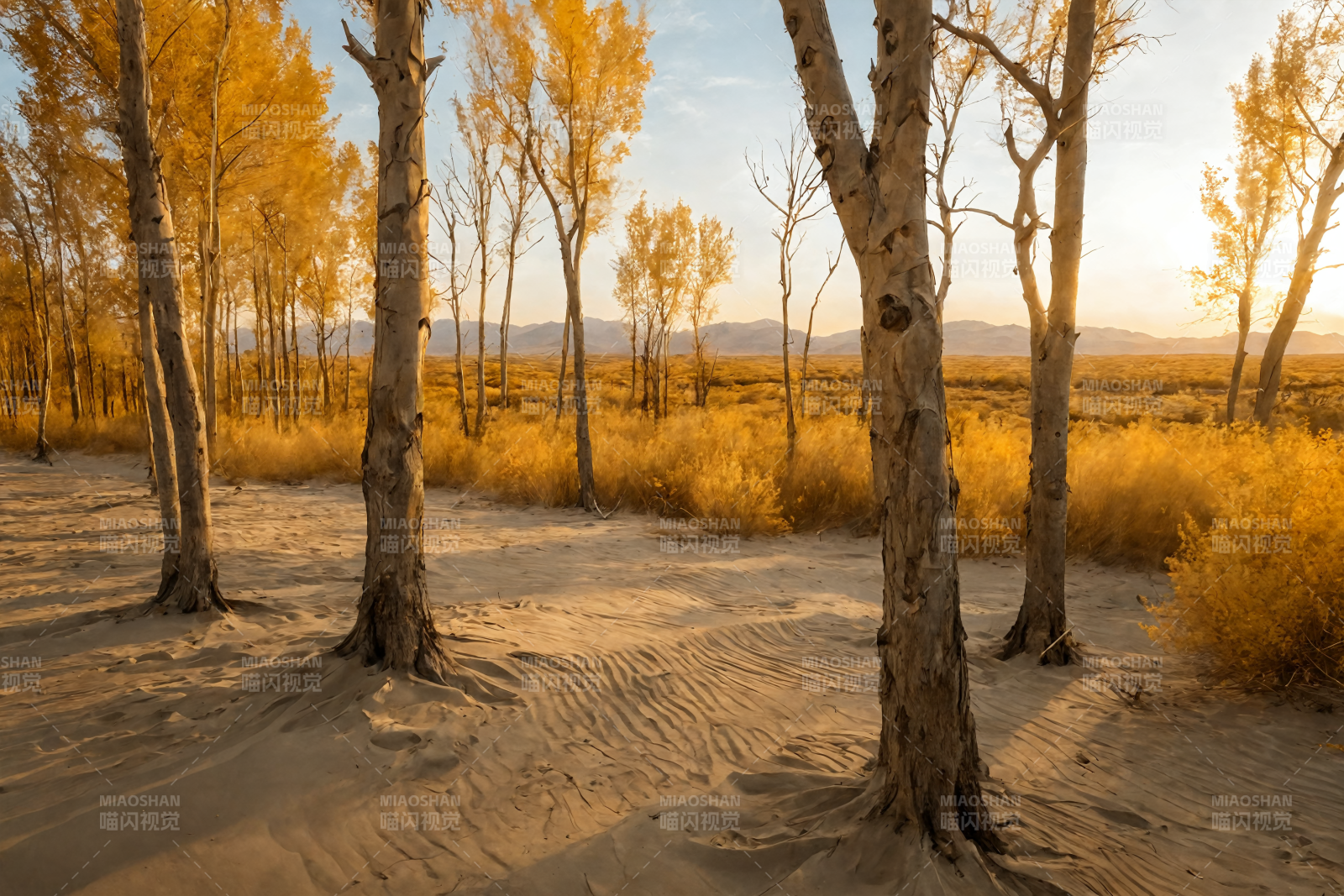 金秋胡杨林图片
