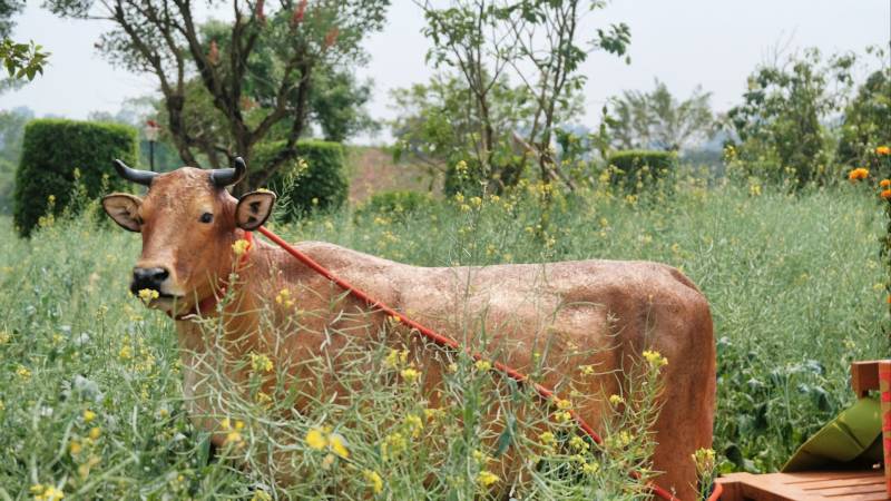 田园中的牛雕塑图片