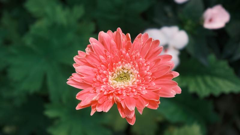 粉红菊花绽放图片