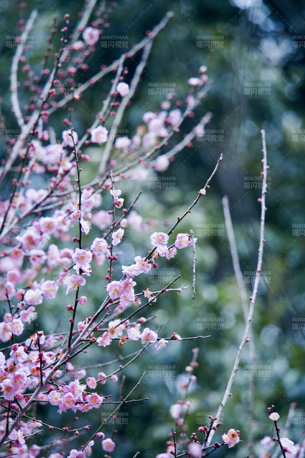 梅花绽放春意浓图片