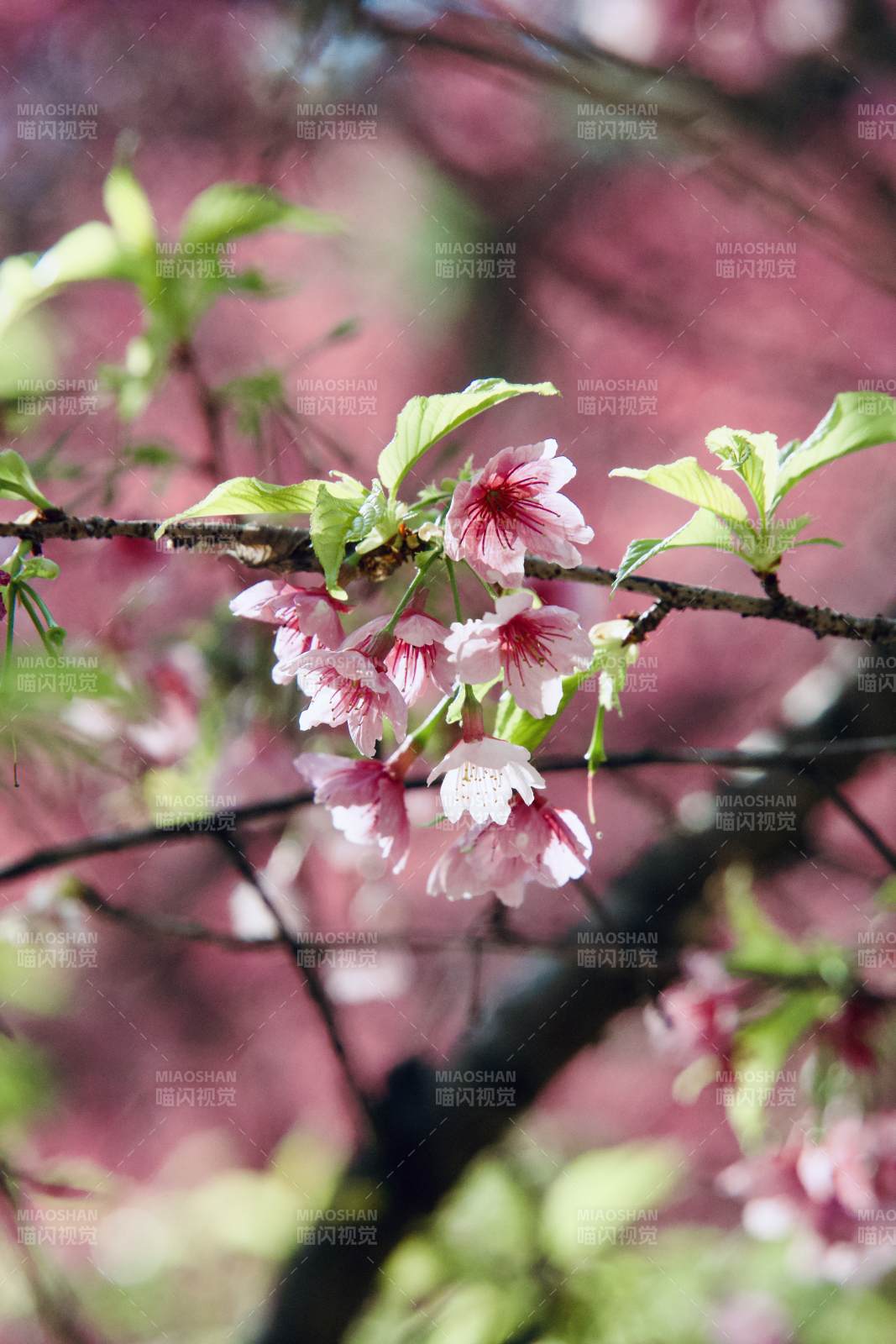 樱花绽放枝头图片