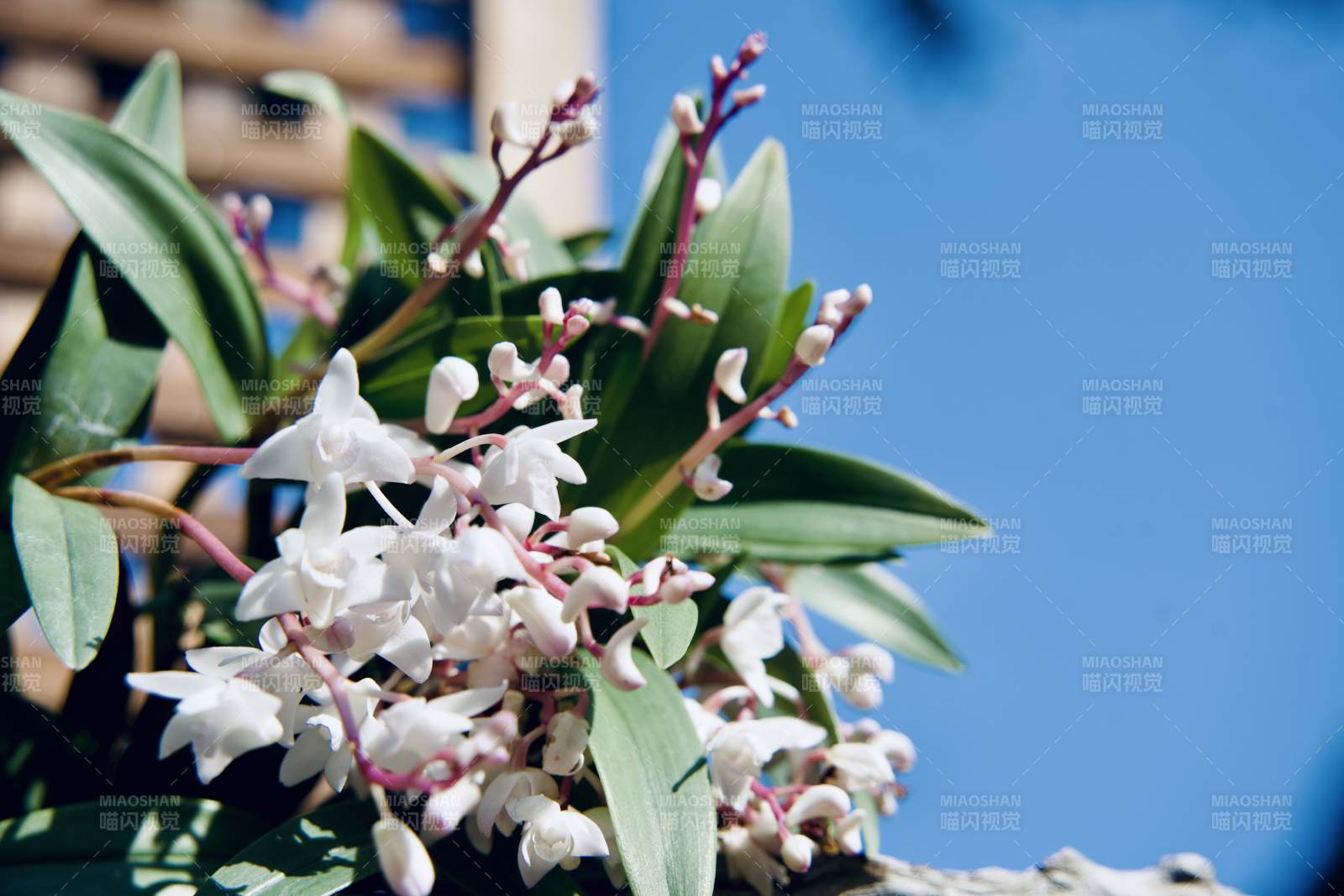 白花绽放 绿叶相伴图片