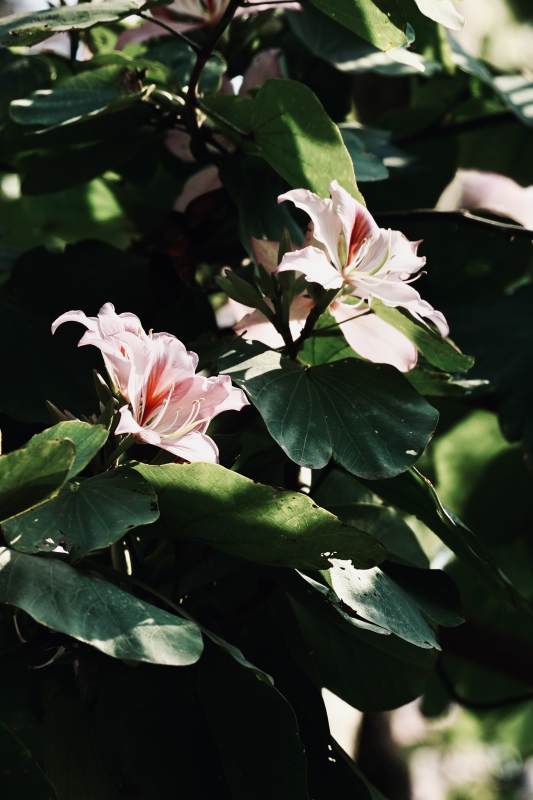 粉花绿叶相映成趣图片