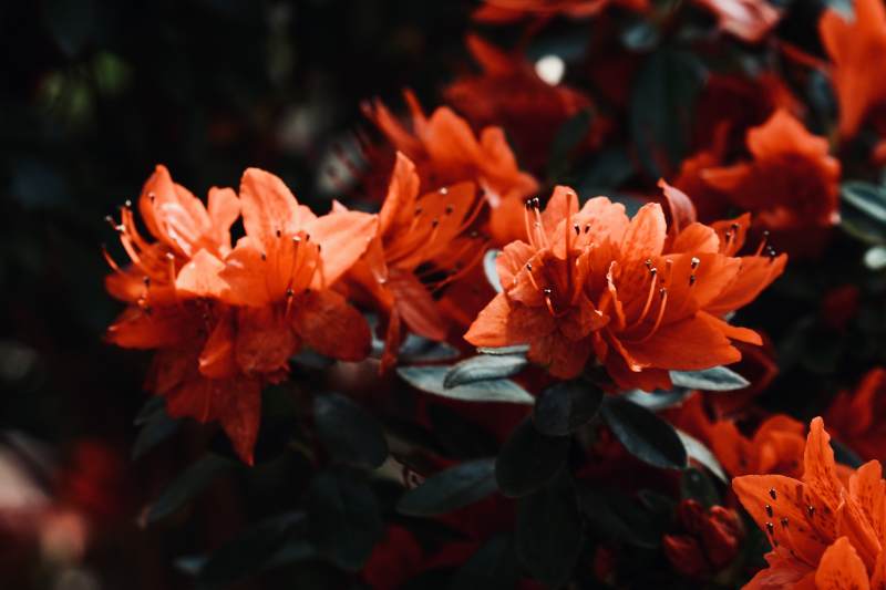 橙色杜鹃花绽放图片