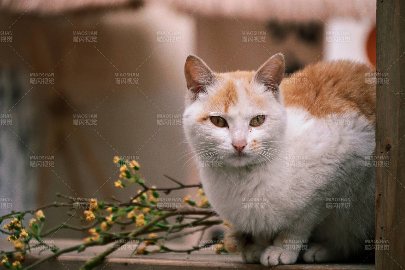 花枝旁的猫图片