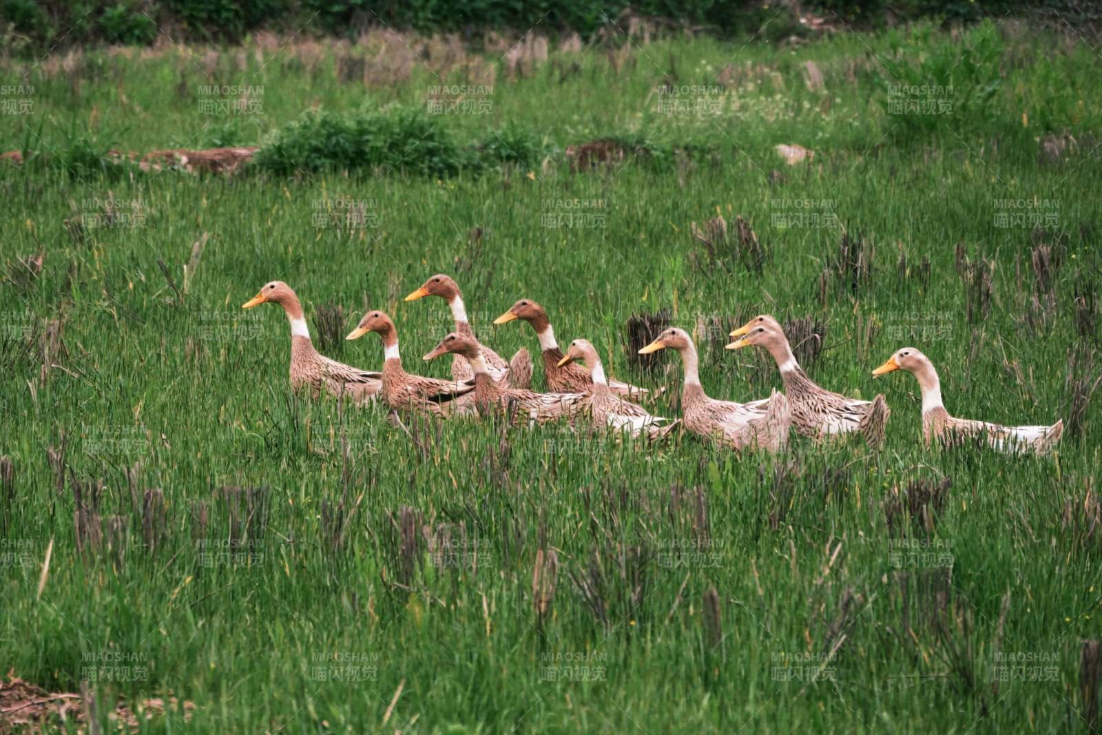 鸭群行草间图片