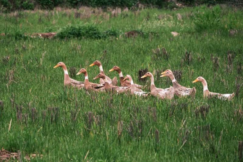 鸭群行草间图片