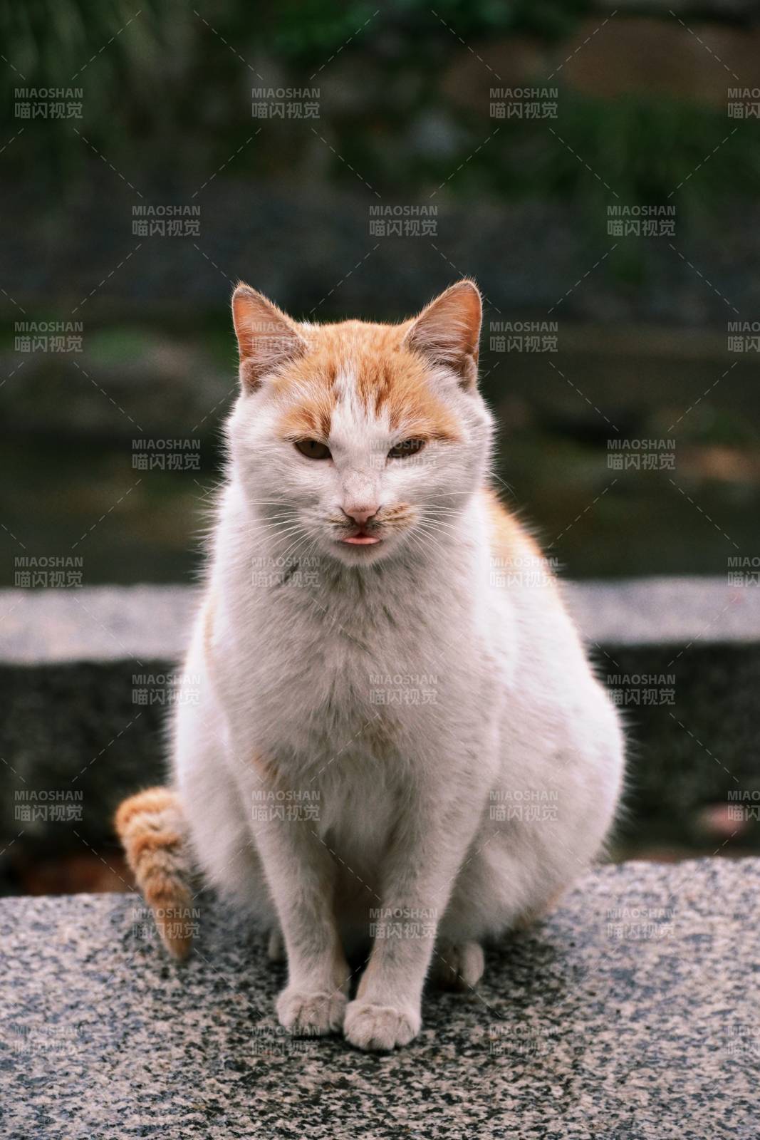 白猫静坐石上图片