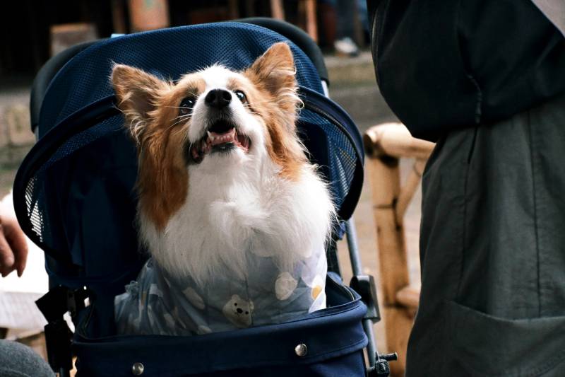 柯基坐婴儿车里图片