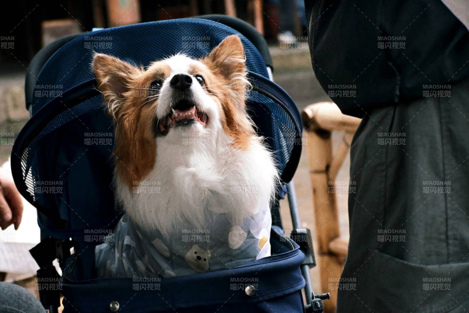 柯基坐婴儿车里图片