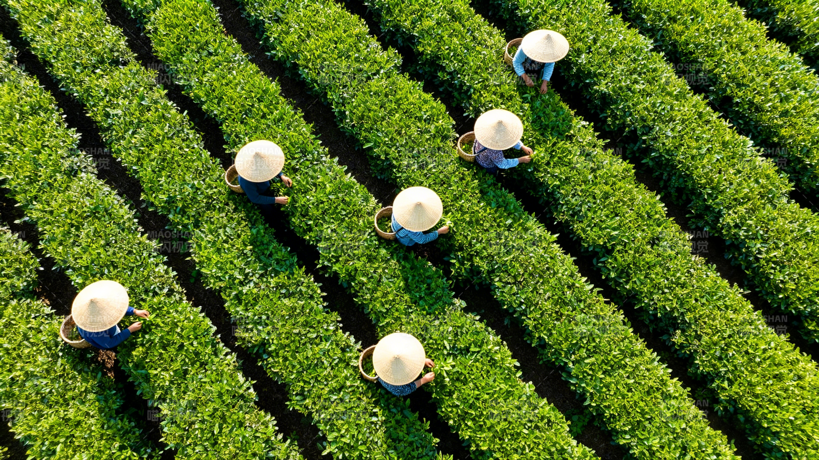 茶园采茶人图片