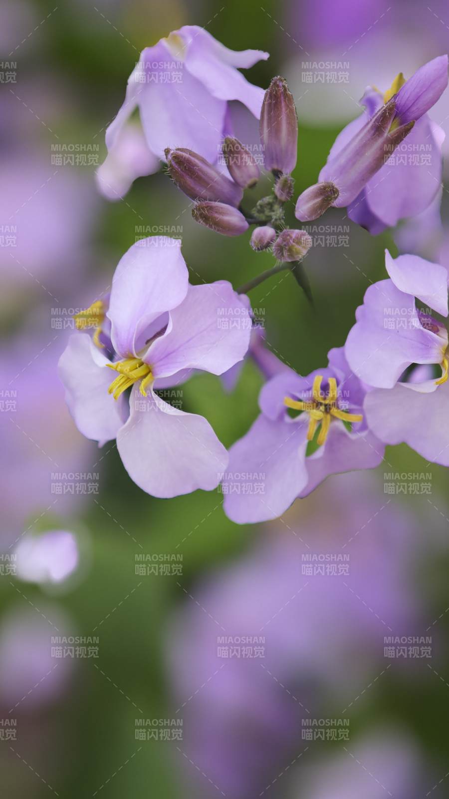 二月兰花绽放图片