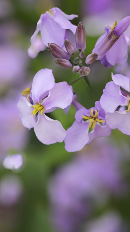 二月兰花绽放图片