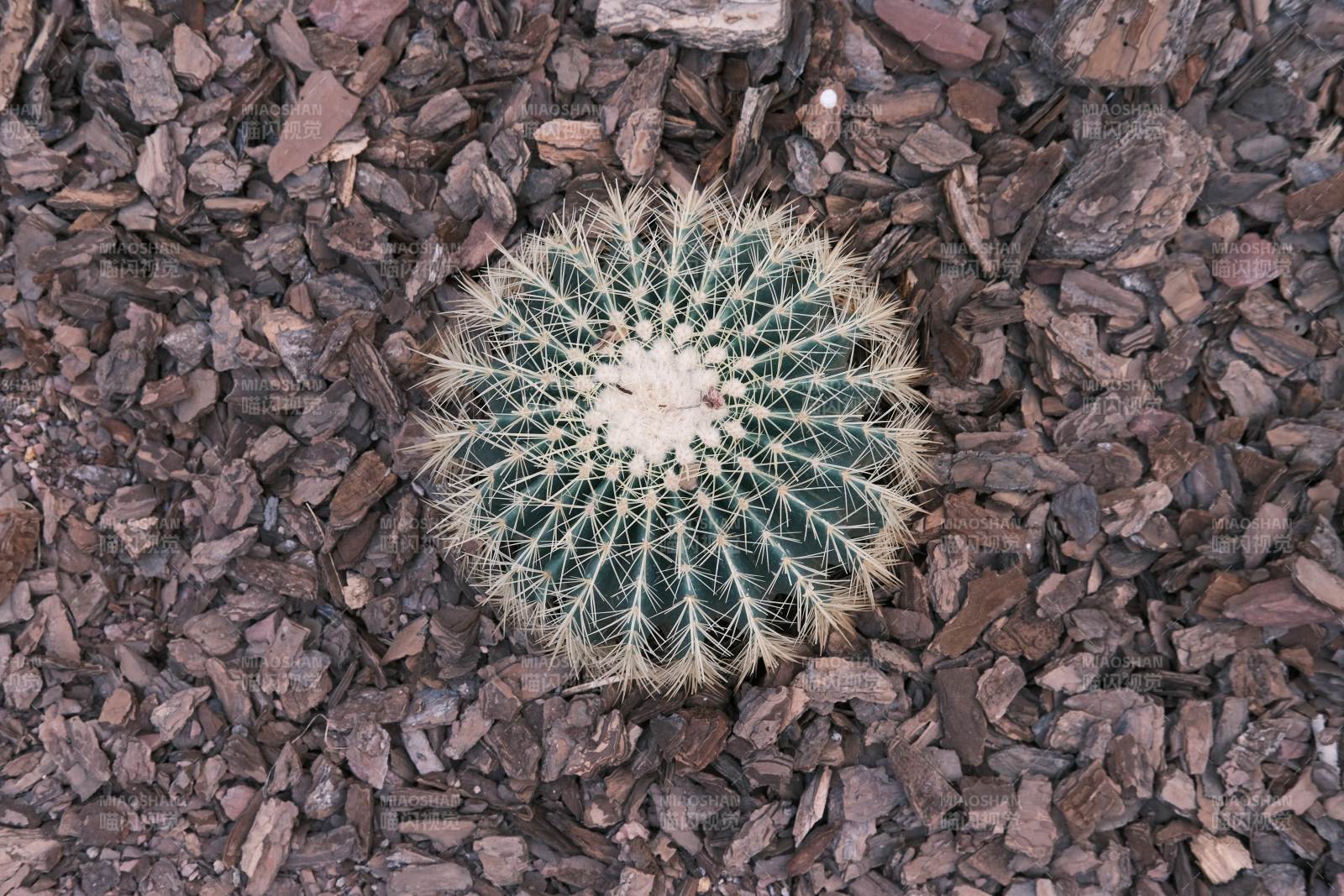 仙人球静卧碎石中图片
