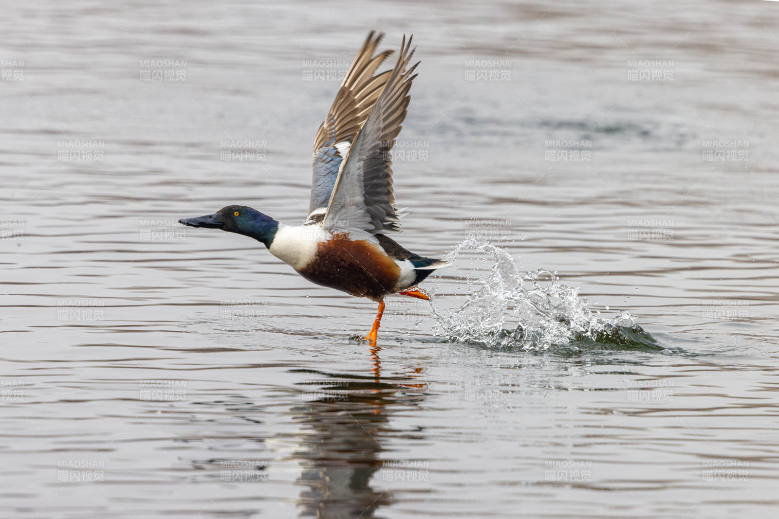 绿头鸭振翅起飞图片