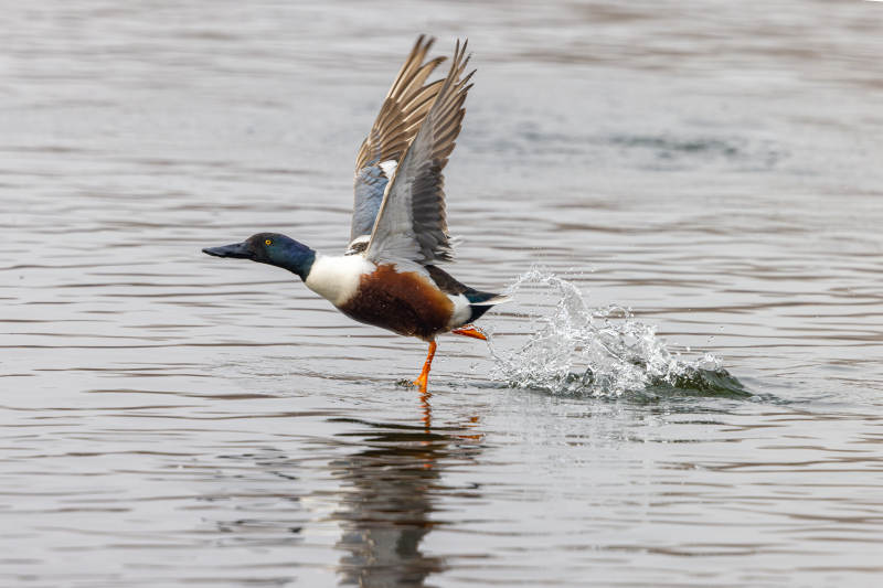 绿头鸭振翅起飞图片