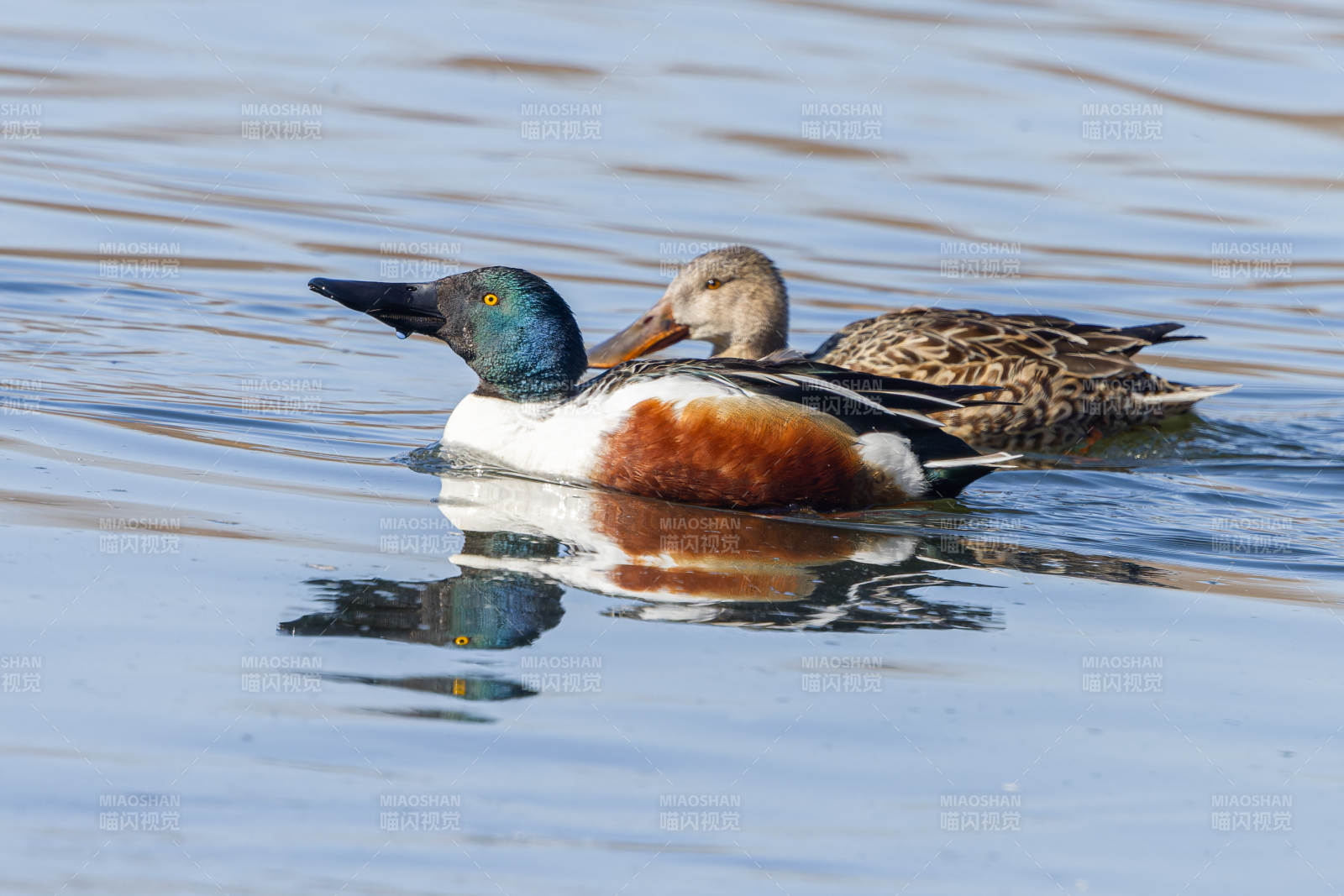 两只鸭子水中游图片