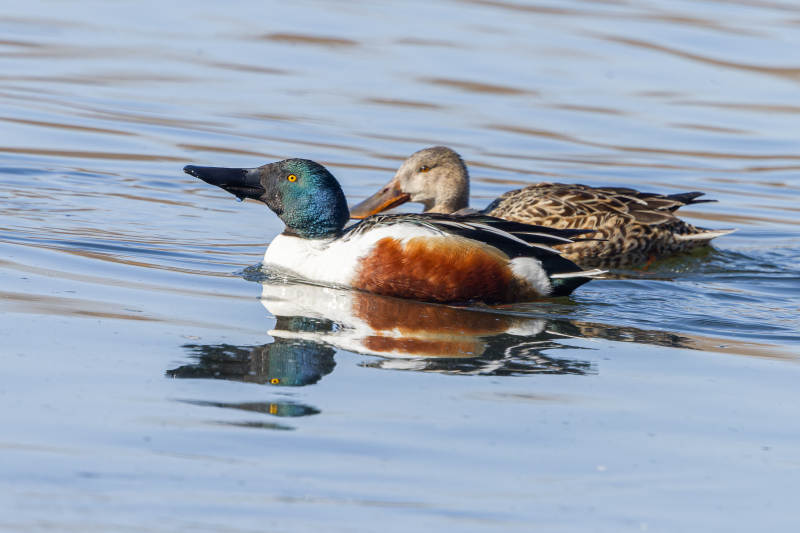 两只鸭子水中游图片