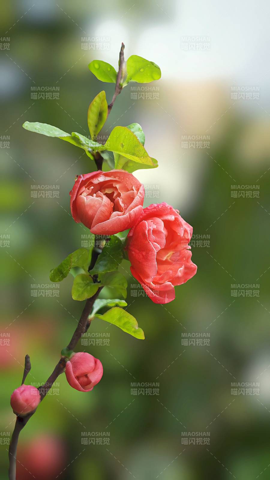 粉红花枝绽放图片