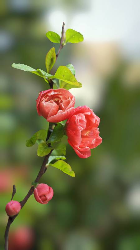 粉红花枝绽放图片