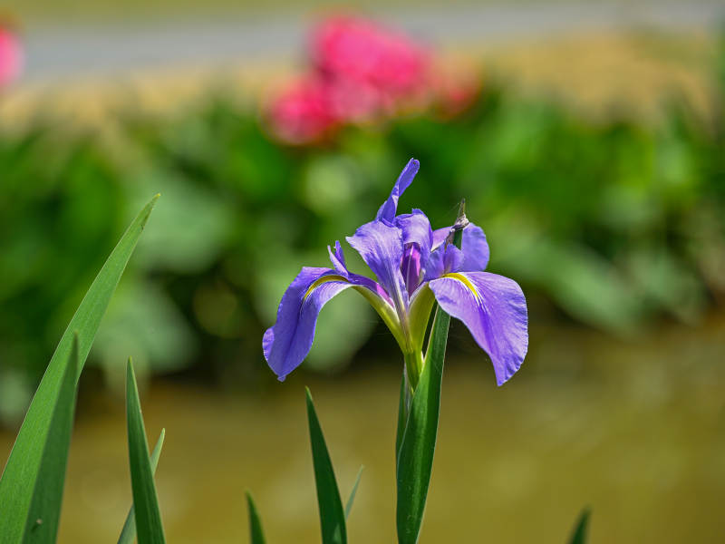 紫鸢尾花绽放图片