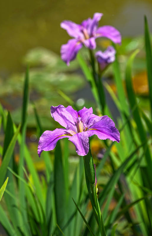 紫鸢尾花绽放图片