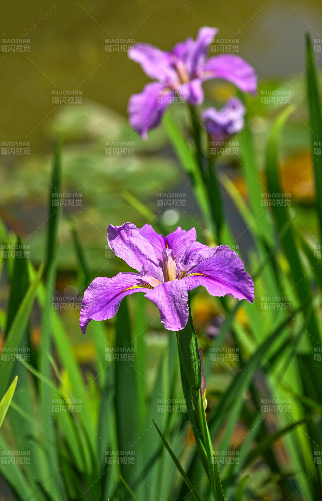 紫鸢尾花绽放图片
