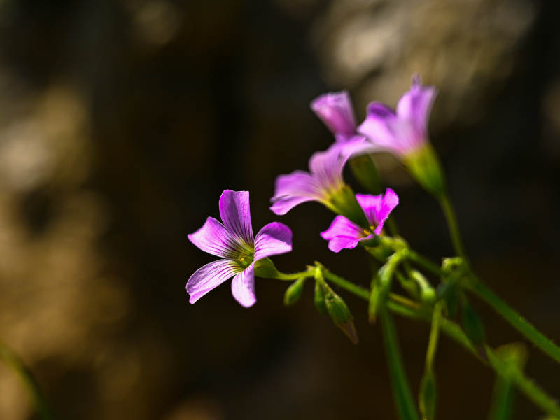 紫花绽放于绿茎图片