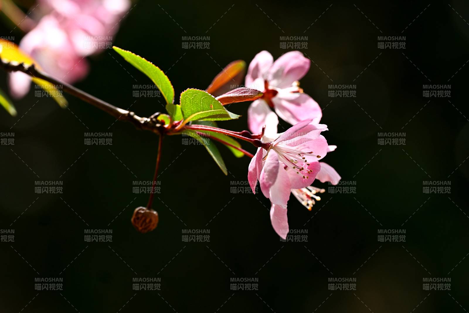 海棠花绽放枝头图片