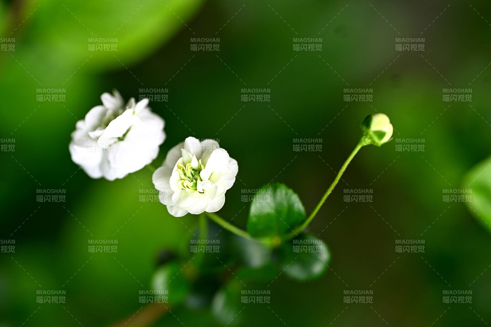 白花绿叶静谧景图片