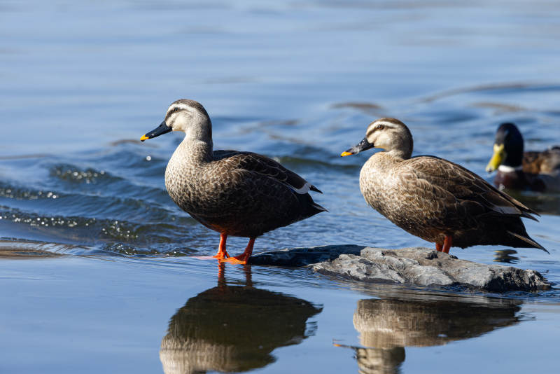 湖畔双鸭静立图片
