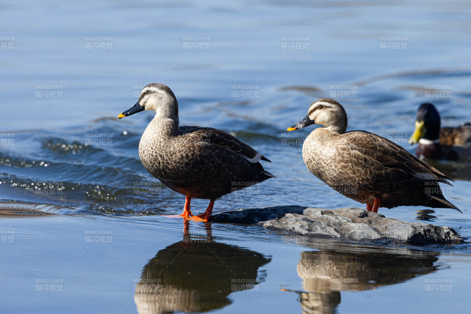 湖畔双鸭静立图片