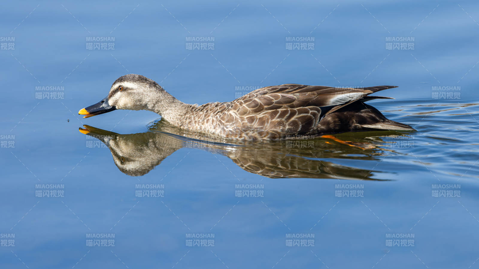 鸭子静浮水面图片