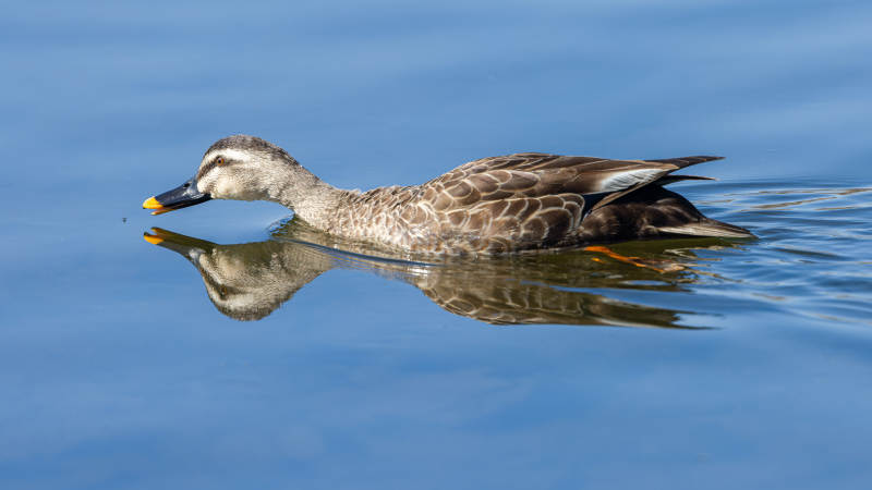 鸭子静浮水面图片