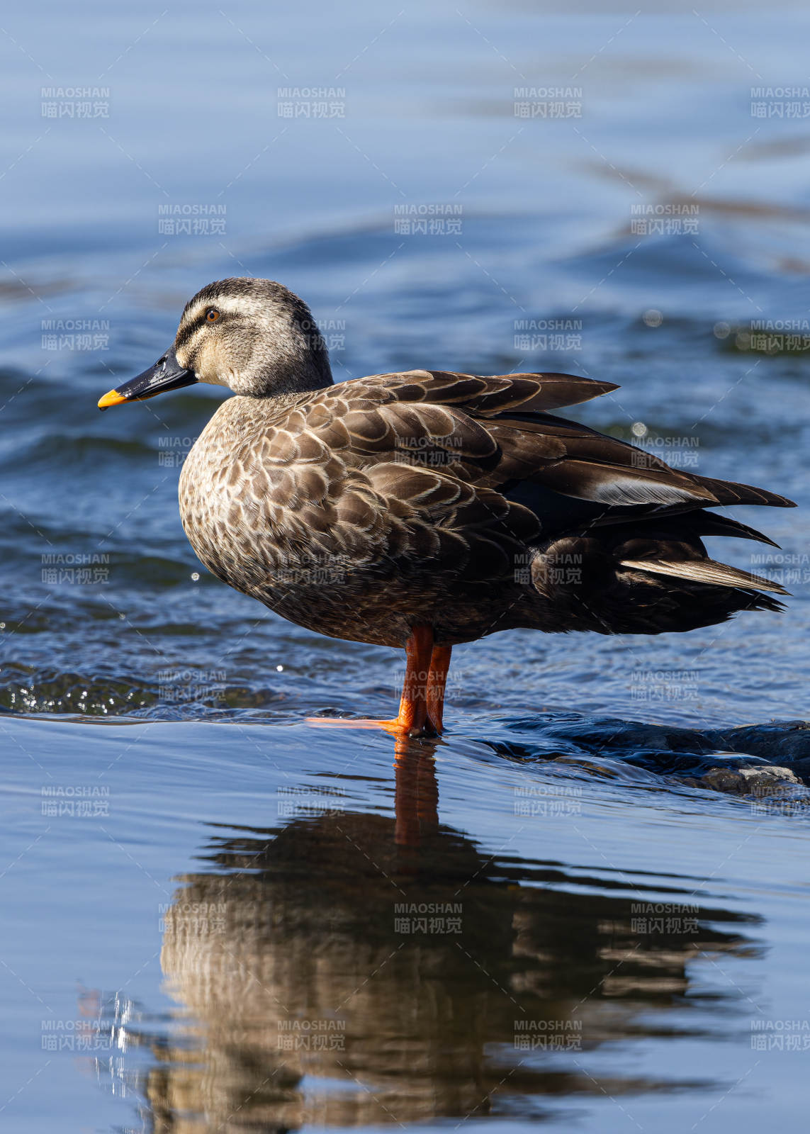 水边静立的鸭子图片