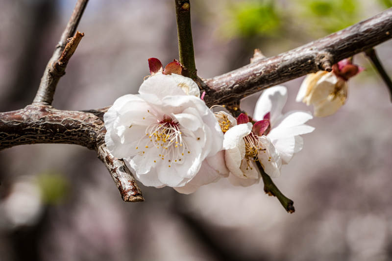 梅花绽放枝头图片