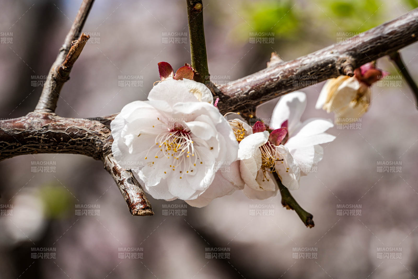 梅花绽放枝头图片
