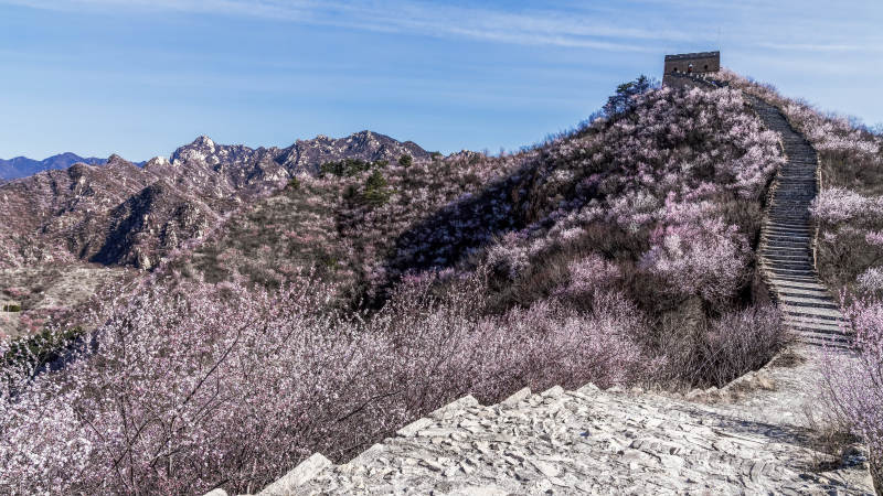 春日长城花海图片