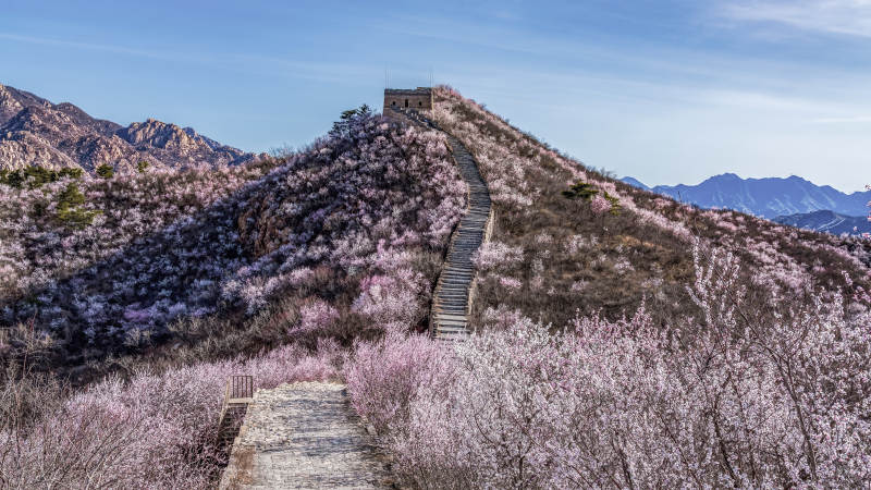春日长城花海图片