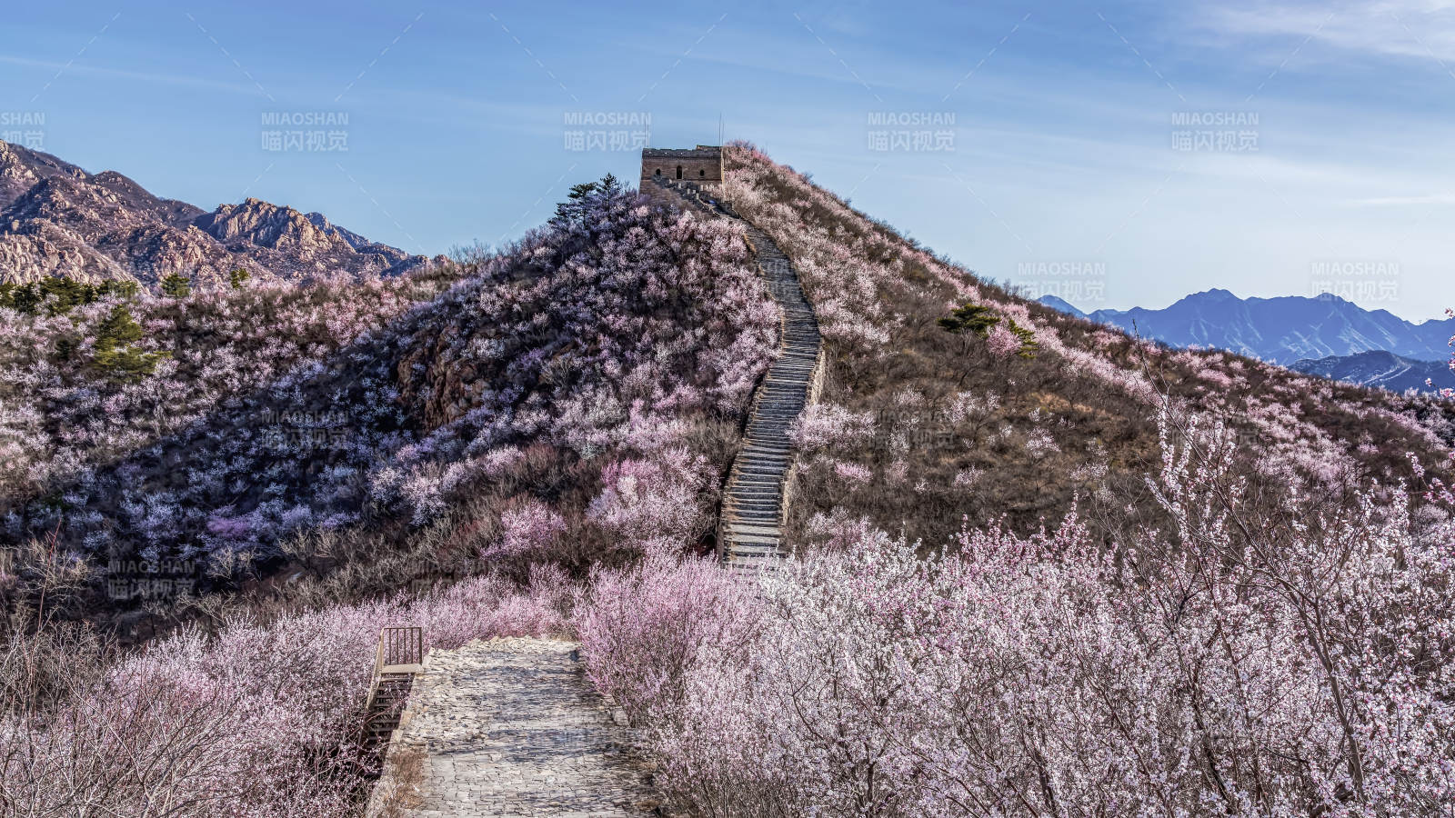 春日长城花海图片