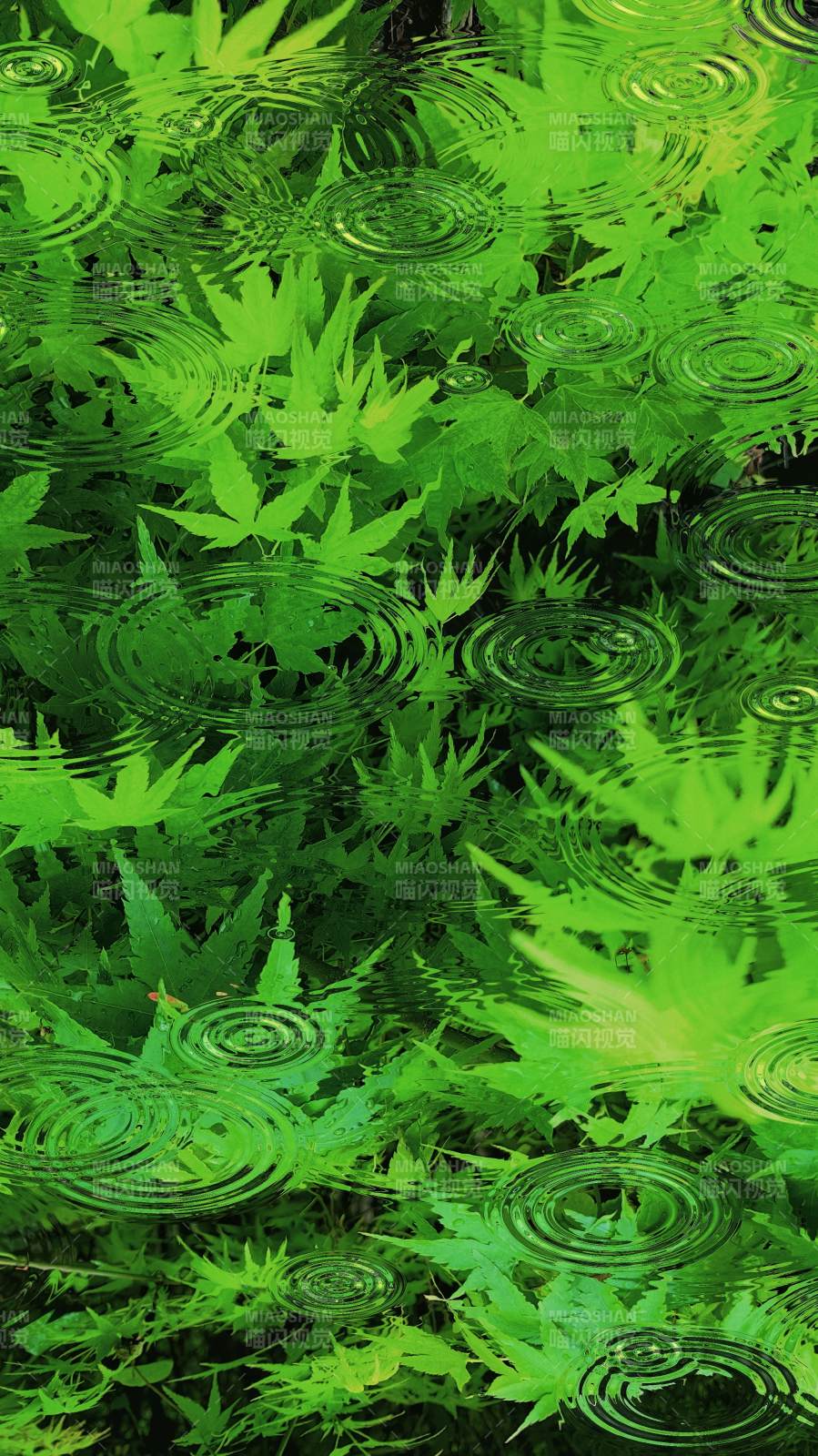 绿叶雨涟图片